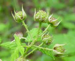 The differences between the two plants' berries are subtle. Rubus Occidentalis Black Raspberry Go Botany
