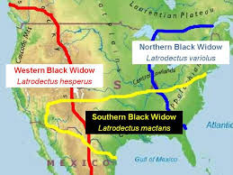 Your last name gives you a sense of identity and helps you discover who you are and where you come from. Venomous Creatures Black Widow Envenomation Latrodectism County Em