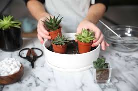 Diy zen garden succulent planter: Tips For How To Grow Succulents