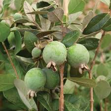 Image result for Feijoa sellowiana