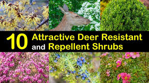 Don't let those pretty lashes fool you. 10 Attractive Deer Resistant And Repellent Shrubs