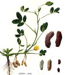 Image result for Arachis hypogaea