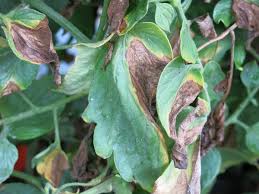 Image result for tomato seedling fusarium wilt