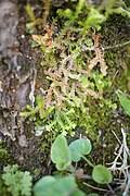 Image result for Selaginella vanderystii