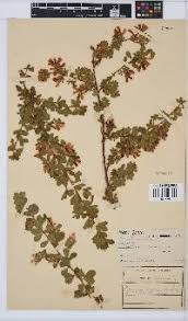 Image result for Indigastrum parviflorum