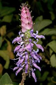 Image result for Coleus neochilus