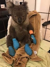Koala Who Burned All 4 Paws In Fires Is So Happy To Finally Be Safe Koala Koala Bear Animals