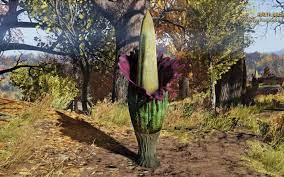 Corpse Flower Stamen Best Flower Wallpaper