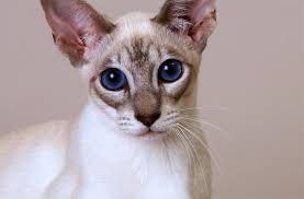 This time we'd like to bring you to one of the rarest cat's breed name ojos azules. Ojos Azules Cat Easy To Follow Guide Expert S Advice