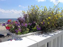 We did not find results for: Flores Para Terrazas Y Balcones Diseno Jardin Macetas Flor De Planta