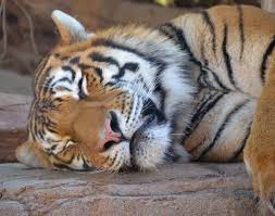 Sleeping Tiger - Stock Image - Everypixel