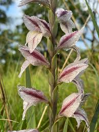 Image result for Gladiolus elliotii
