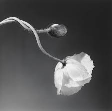 Robert Mapplethorpe retrospective at the Guggenheim - The ...