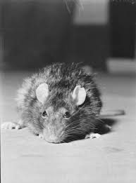 Dr. Norman Maier & Experiment With Neurotic Rats