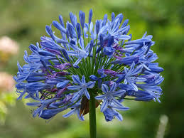 Sono fiori molto decorativi, bianchi o color crema, molto i fiori hanno sei tepali e sono terminali e molto spesso profumatissimi. Fiori E Piante Che Profumano Il Giardino