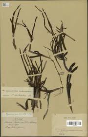 Image result for Cymodocea rotundata