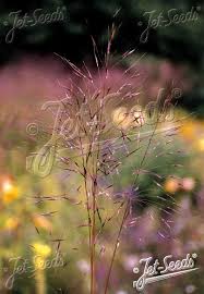 Image result for Chrysopogon