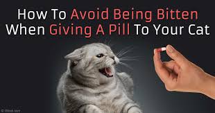How to give a cat a pill try to approach the task calmly, aiming to minimise stress to your cat. Easiest Way To Give Your Cat A Pill