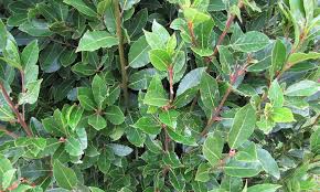 Little ragu® sweet bay botanical name: Bay Laurel Growing Sweet Bay At Home Epic Gardening