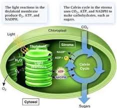 Image Detail For Photosynthesis And Kreb Cycle Photosynthesis Photosynthesis And Cellular Respiration Anatomy And Physiology