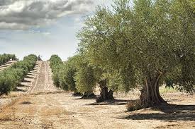 The tree is easy to grow and will tolerate many soil types, but prefers the soil to be well. Learn How To Grow Olive Trees In The Home Landscape Gardener S Path