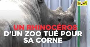 Cette Nuit Un Rhinoceros Blancs Du Zoo De Thoiry Yvelines A Ete Tue Par Des Braconniers Il S Agissait De Vince Un Jeune Male De Quat Rhinoceros Thoiry Zoo