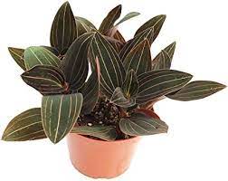 Given the right conditions, small white flowers will appear amongst the foliage. Amazon Com Black Jewel Orchid Ludisia Discolor 6 California Tropicals Garden Outdoor