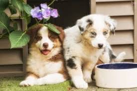 2,419 likes · 13 talking about this. Australian Shepherd Welpen Yellowstone Australian Shepherds