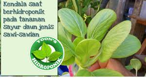 Coba ganti dengan sayur pakcoy atau bok choy yang padat nutrisi. Kendala Berhidroponik Pada Tanaman Sayur Daun Jenis Sawi Sawian Youtube