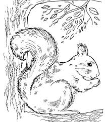 Squirrel In The Tree Coloring Pages Squirrel Coloring Page Animal Coloring Pages Squirrel Painting