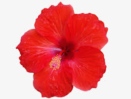 Free Hibiscus Flower Png Free Hibiscus Flower Png Transparent Images 15925 Pngio Download clker's pink hibiscus clip art and related images now. free hibiscus flower png transparent