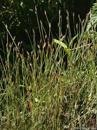 Image result for Eleocharis atropurpurea