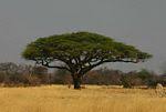 Image result for Acacia erioloba