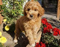 Freedom Labdradoodles Labradoodle Breeders Labradoodle Breeders Labradoodle Black Labradoodle