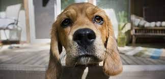 Pourquoi les chenilles processionnaires sont un danger pour le chien ? Proprietaires De Chien Gare Aux Chenilles Processionnaires Sciences Et Avenir