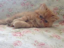 Kittens for sale near new york. 2 Adorable Himalayan Persian Mixed Kittens For Sale For Sale In San Jose California Classified Americanlisted Com