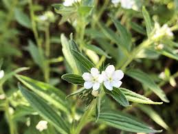 万葉の花とみどり むらさき