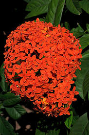 Image result for Ixora kalehensis