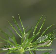 Image result for Ceratophyllaceae