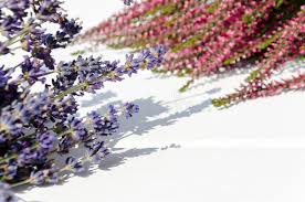 Lavandin is lavandula x intermedia and spike lavender is lavandula latifolia. 1 238 Lavender Heather Flowers Photos Free Royalty Free Stock Photos From Dreamstime