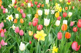 Zu ostern dürfen blumen gerne bunt sein, denn das hebt die stimmung noch mehr. Lizenzfreie Bilder Ostern Ohne Anmeldung Kostenloser Support
