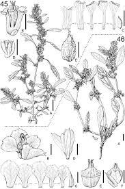 Image result for Amaranthus praetermissus