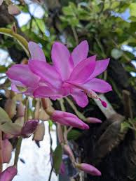 Image result for Syncolostemon canescens