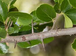 Image result for Dovyalis zeyheri