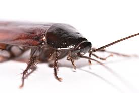 The smoky brown cockroach is a native species common in the southern states from texas eastward. The Smoky Brown Cockroach