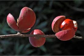 Image result for Aphanamixis