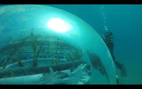 Diver On The Outside Of Nemo S Garden I Want To Dive Here So Badly Nemosgarden Scuba Scubadiving Diving Oceanreef Oc The Rock Underwater Scuba Diving