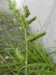 Image result for Echinochloa