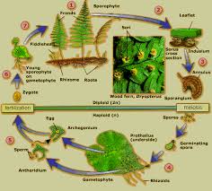Google Image Result For Http Image Wistatutor Com Content Kingdoms Living World Pteridophyte Life Cycle Gif Ninos