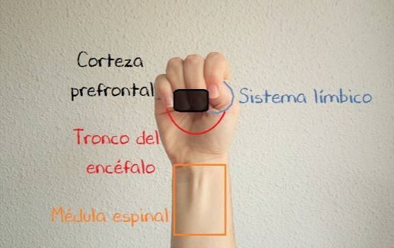 Tu cerebro en tu mano – Modelo del cerebro según el Dr. Siegel – Entre Actividades Infantiles